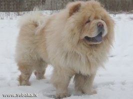 на чау-чау похож