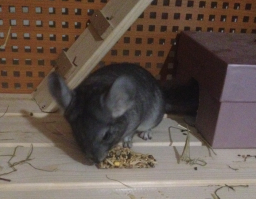 Эти очаровательные шиншиллята растопят ваше сердце!