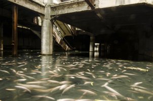 А это что и почему?