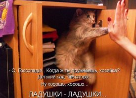 Коты и их люди