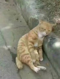 Кот,а всё понял.