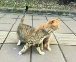 Кот,а всё понял.