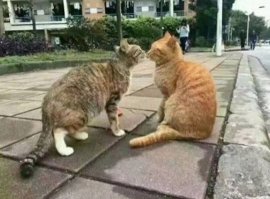 Кот,а всё понял.