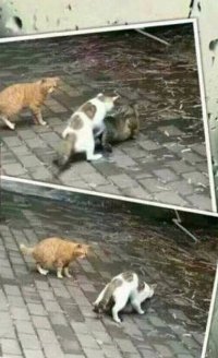 Кот,а всё понял.