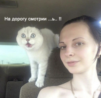 Коты и их люди