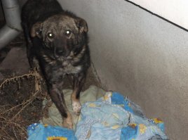 Вот подобная недавняя история. Побитый пёс погибал на морозе, но автор поста нашла ему новый дом. Очень надеюсь на то, и что и эта грустная морда озарится радостью: