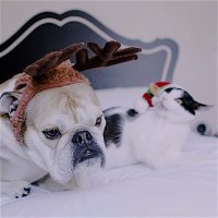 Поднимем бокалы за тех, кто пережил эти новогодние каникулы