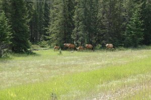 Снимки канадских озер довольно достоверны, все они из одного района провинции Альберты.  Я не вижу большой обработки в редакторе.  И цвет воды действительно такой бирюзовый.  Вот мои снимки с озера Луиза (и других мест Скалистых гор), без всякой обработки, снятые даже не в формате RAW, а обычный JPEG без всяких штативов, иногда вообще из машины.  Выбрал наугад только те, где моей семьи нет, просто для подкрепления своих слов. 

Рекомендую, слов нет -- красота!!!