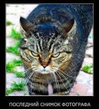 Очень колоритные уличные коты. Часть 2