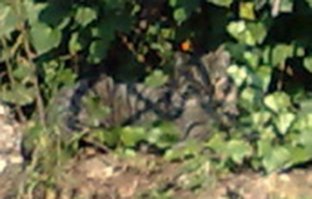 Проверте свою внимательность!