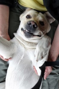 Собака улыбака