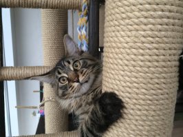 Не факт. Сколько провисел. Но лично я бы вынул кота , а не фотографировал.

Для окон, где живут коты есть специальные фиксаторы.
И обязательно "кошачьи" сетки. Название условное, просто эти сетки закрепляют жесче и сами они из более крепкого материала.

Вот окно приоткрыто, но тут естественным ограничителем служит лестница. Кот доволен