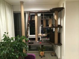 Не факт. Сколько провисел. Но лично я бы вынул кота , а не фотографировал.

Для окон, где живут коты есть специальные фиксаторы.
И обязательно "кошачьи" сетки. Название условное, просто эти сетки закрепляют жесче и сами они из более крепкого материала.

Вот окно приоткрыто, но тут естественным ограничителем служит лестница. Кот доволен