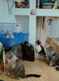 Парк кошачего периода.