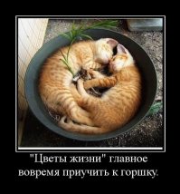 Просто они не ищут легких путей!