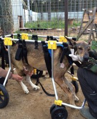 Далеко ходить не надо, вот вам Чака, Яхонт и Муха. Чаку сбила машина, Яхонт под поезд попал, а Муха страдает эпилепсией. Кто вот прямо сейчас возьмет и поможет ребятам? Чем угодно, средствами, лекарствами, кормом или просто вниманием и заботой? Просто ведь писать восторженные отзывы о неравнодушии других, и так непросто проявить доброту самому. Они живут в приюте, приют существует на благотворительные средства волонтеров (финансирования ведь у приютов для животных у нас другого нет), надежды на "усыновление" у таких мохначей нет совсем, а кушать и жить они хотят так же, как и здоровые домашние толстячки.