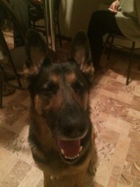 Собака улыбака