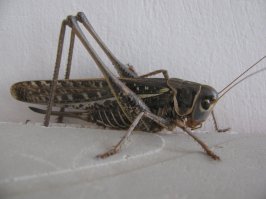 вот такого встречал