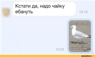 Лучше наткнуться на психопата с ножом, чем на... чайку
