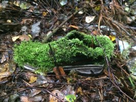 подмосковный лес)