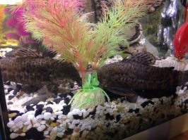 У меня так же было, два сома тарракатума, самец заболел, паралич хвоста, потом инфекция, хвост облез до мяса открытого. Самка над ним хлопотала, прикрывала, на поверхность таскала. Решил отсадить его, попробовать пролечить, казалось бы безнадега, но обуркался, отрастил хвост, месяц в отсаднике жил на лекарствах и поправился. Выпустил обратно, как она радовалась, с тех пор не отпускает никуда, так как два бревнышка постоянно вместе