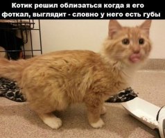 Коты и их люди