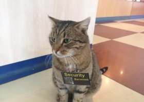 Коты и их люди