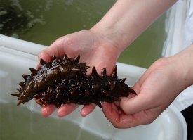 морской огурчик)трепанг