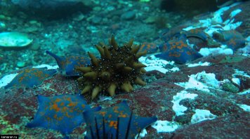 морской огурчик)трепанг