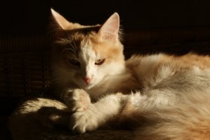 ...а вы говорите из Шрека