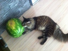 это с виду, раздолбай веселый ))) все б ему играццо