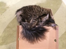 это с виду, раздолбай веселый ))) все б ему играццо