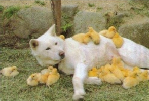 Необычная дружба