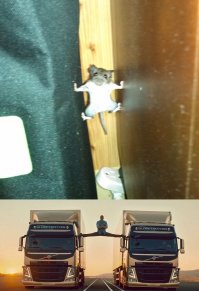 25 самых забавных проколов, которые когда-либо допускали животные