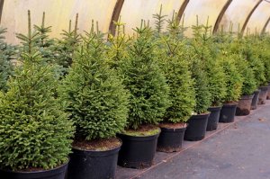 Выбросить ёлку