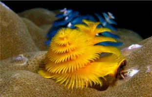 Такая расцветка !!! Можно и на флаг !!! )))