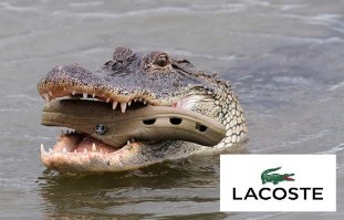 25 самых забавных проколов, которые когда-либо допускали животные
