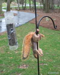 Если считаете что день не удался. Жалко белочку.