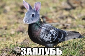 Продайте, пожалуйста одну расширенную лицензию на отсрел!