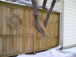 так себе идея... судя по коре, это американский клён. растёт он очень быстро... надо было уж тогда зазорчики поболе оставить:)