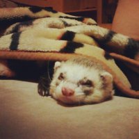 да, хорьки чаще других животных попадают в идиотские ситуации. Причина тому - излишнее любопытство. 

Пришли к нам как-то друзья. Сидим, общаемся. Норберт (хорек) по квартире носится. Вдруг слышим душераздирающий крик из спальни. Не хорьковый какой-то. Подорвались все. Прибегаем толпой в спальню - картина. Эта наглая хореморда попыталась спереть кроссовок одного из друзей. Допереть до спальни обувь у него вышло, а вот дальше (видимо, при попытке изнасиловать несчастную вещь) у него застрял коготь в кроссовке. При попытке избавиться от своей неудавшейся жертвы, хорек совершенно по идиотски выкрутил лапу. И адово кусался, если ему пытались помочь. Пришлось изловчиться, схватить за шкирку, на всякий случай держать пасть... Короче, кроссовок слегка пострадал, хорек - нет.
Больше он чужие вещи не таскал.