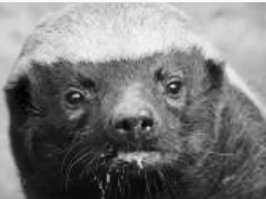 это я то один из 12ти? Иди сюда,ублюдок ,мать твою. Я тебя сам сейчас трахну и всю твою семью,онанист проклятый. Я от тебя и нуля не оставлю.