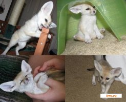 А мне очень нравятся сурикаты и фенеки)