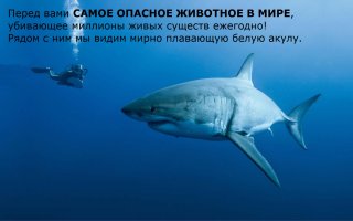 Самые милые, но смертельно опасные животные 