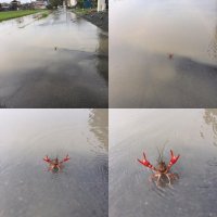 Родился варёным?!