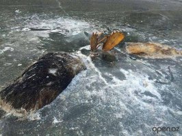 Житель Аляски нашел двух лосей, вмерзших в лед