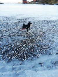 На побережье Норвегии возникли гигантские природные скульптуры из рыбы 

Норвежский остров Ловунн оказался в центре внимания ученых и журналистов. На побережье этого небольшого острова целый косяк рыбы в движении вмерз в лед. Если всмотреться в глыбу льда, можно увидеть целые слои рыб и направления, в которых двигались небольшие стайки. Ученые пытаются понять причину, по которой рыбный косяк подошел так близко к берегу.
По предварительной версии, сельдь спасалась от какого-то хищника. Часто мелкую рыбешку пугают киты. Рыба пыталась найти убежище недалеко от побережья, однако резкий ветер и температура -7,8 градусов Цельсия, резко ударившие в те дни, привели к тому, что весь залив замерз.
Ученые отметили, что погибшая рыба будет хорошей подкормкой для местных животных и птиц, когда лед растает.