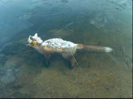 Лиса замерзла стоя заживо на берегу реки в Норвегии