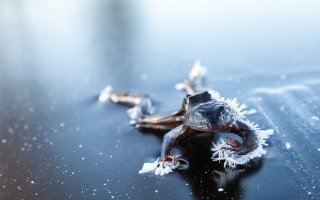 Лиса вмерзла в лед