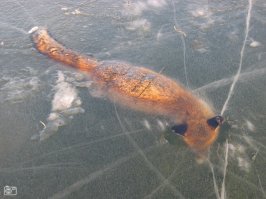 Лиса вмерзла в лед